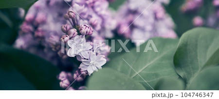 Banner. Lilac flowers. Spring flower. A blooming lilac bush with a delicate tiny flower. Lilac lilac flower on a bush. High quality photo 104746347