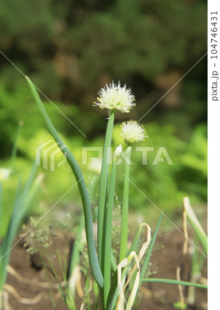 ネギの花 104746431