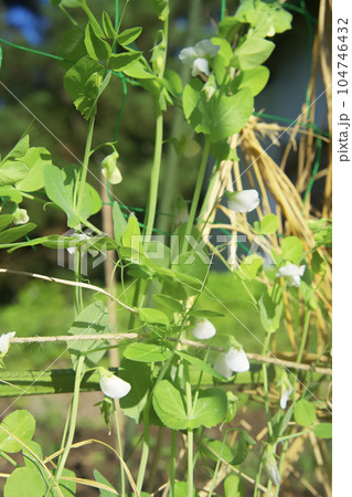 畑で育つ野菜 104746432