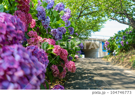夏の訪れを告げる木漏れ日のあじさい街道 104746773