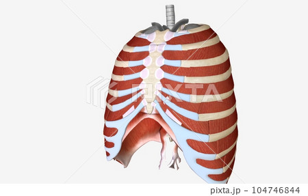 The main muscles of the thoracic wall include the intercostals a The main muscles of the thoracic wall include the intercostals a 104746844