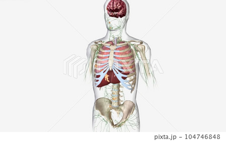 The Lung Cancer Stage IV The Lung Cancer Stage IV 104746848