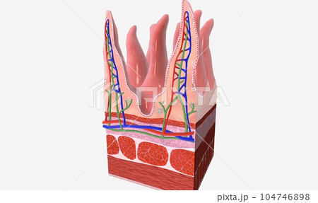 The Small Intestine Tissue Detail 104746898