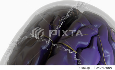 Human brain anatomy for medical concept 3D rendering 104747009