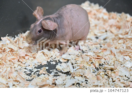 スキニーギニアピッグ 104747123