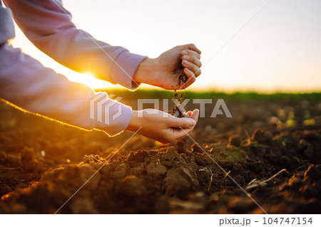 Female hands touching soil on the field at sunset. Agriculture, organic gardening, planting concept. Female hands touching soil on the field at sunset. Agriculture, organic gardening, planting concept. 104747154
