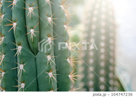 Cactus Family, close-up cactus. texture background, close up. Selective focus 104747236
