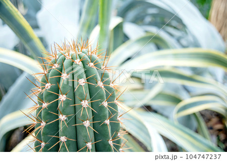 Cactus Family, close-up cactus. texture background, close up. Selective focus 104747237