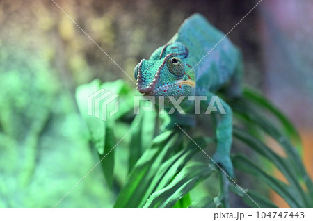 パンサーカメレオン 104747443