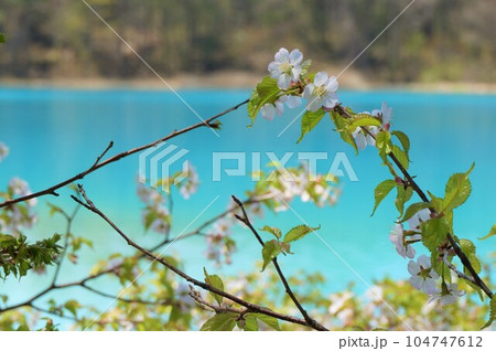 花と弁天沼 花と弁天沼 104747612