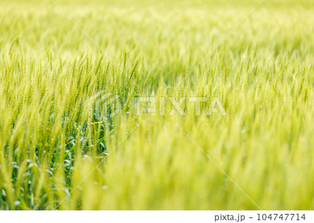 緑が綺麗な瑞々しい麦 104747714