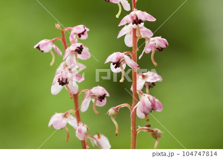 ベニバナイチヤクソウ 北八ヶ岳にて ベニバナイチヤクソウ 北八ヶ岳にて 104747814