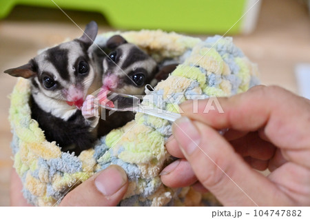 ゼリーを食べる可愛いフクロモモンガの赤ちゃん 104747882