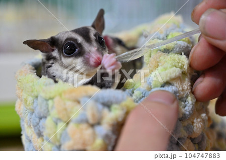 オヤツを食べる可愛いフクロモモンガの赤ちゃん 104747883
