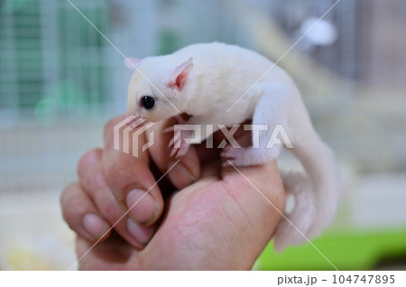 可愛いフクロモモンガの赤ちゃん 104747895