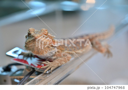 フトアゴヒゲトカゲ 104747968