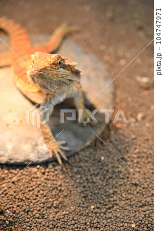 フトアゴヒゲトカゲ 104747971