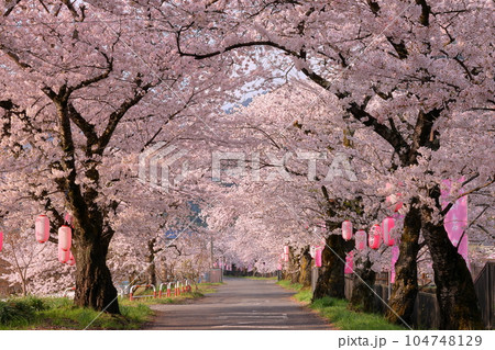 山梨県南アルプス市飯野新田　堰尻川（徳島堰）と並走する有野農道沿いの桜並木 104748129