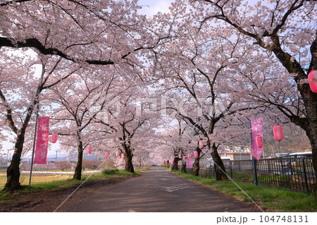 山梨県南アルプス市飯野新田　堰尻川（徳島堰）と並走する有野農道沿いの桜並木 104748131