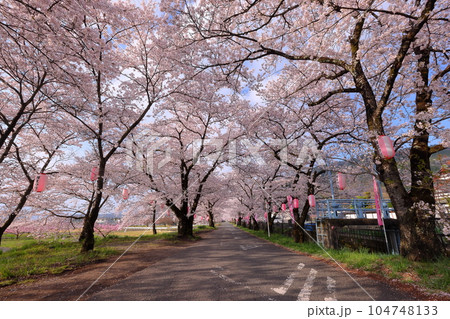 山梨県南アルプス市飯野新田　堰尻川（徳島堰）と並走する有野農道沿いの桜並木 104748133