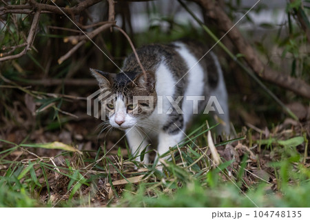 かわいい地域猫 かわいい地域猫 104748135