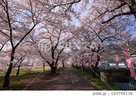 山梨県南アルプス市飯野新田　堰尻川（徳島堰）と並走する有野農道沿いの桜並木 104748136