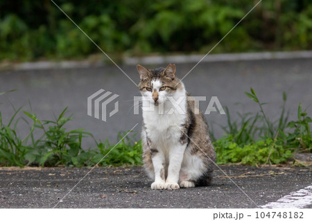 かわいい地域猫 104748182
