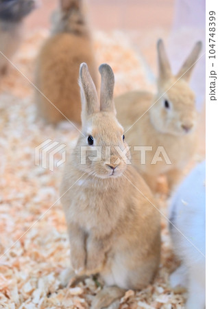 ウサギ ウサギ 104748399