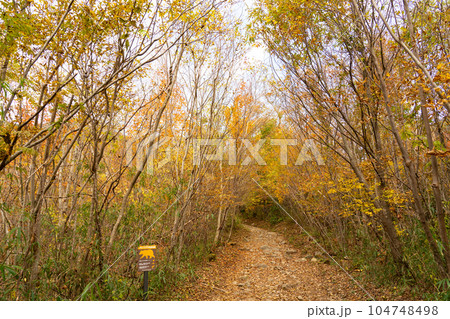 那岐山への登山道と紅葉　岡山県勝田郡奈義町 104748498