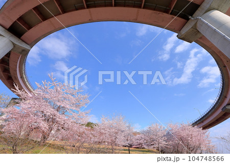 山梨県南アルプス市曲輪田新田 桃花橋ループと桃花橋公園の満開のソメイヨシノの景色 山梨県南アルプス市曲輪田新田 桃花橋ループと桃花橋公園の満開のソメイヨシノの景色 104748566