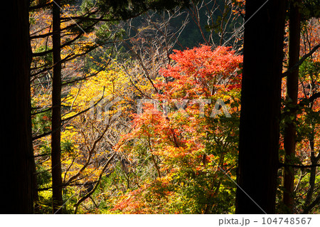 那岐山の登山道 晩秋の紅葉10 岡山県勝田郡奈義町 那岐山の登山道 晩秋の紅葉10 岡山県勝田郡奈義町 104748567