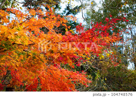 那岐山の登山道　晩秋の紅葉13　岡山県勝田郡奈義町 104748576