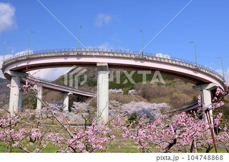 山梨県南アルプス市曲輪田新田 桃の花越しの桃花橋ループと桃花橋公園の満開のソメイヨシノの景色 山梨県南アルプス市曲輪田新田 桃の花越しの桃花橋ループと桃花橋公園の満開のソメイヨシノの景色 104748868