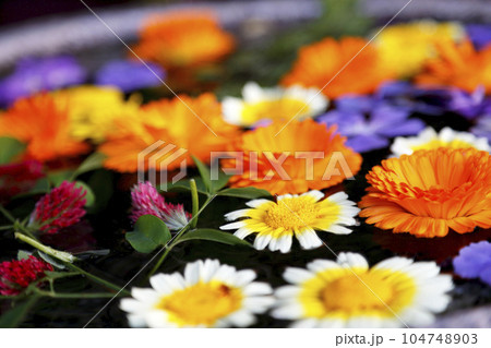 小江戸川越町並み風景 店先の石桶に浮かべられた草花 104748903