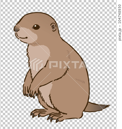 Prairie dog 104748930
