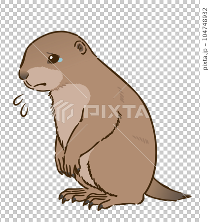 sad prairie dog 104748932