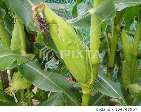 トウモロコシ 田舎暮らし 家庭菜園 とうもろこしの栽培 収穫 トウモロコシ 田舎暮らし 家庭菜園 とうもろこしの栽培 収穫 104748967