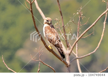 山梨県南アルプス市平岡　ほたるみ橋公園に飛来したタカ科の猛禽類ノスリ 104749044