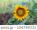 sunflowers blooming in the daytime Its yellow petals reveal brown pollen in the center. 104749332