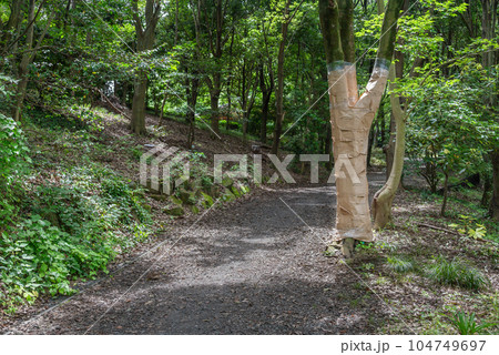自然公園　ナラ枯れの害虫防除材 104749697