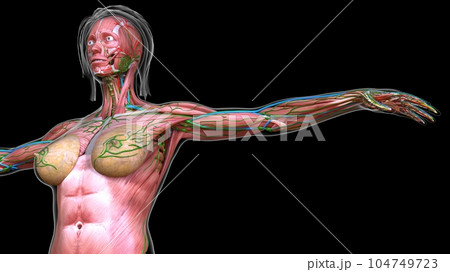 female chest and abdomen muscles anatomy for medical concept 3d rendering 104749723