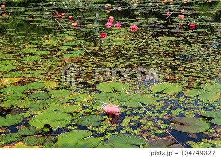 池に浮かぶ睡蓮の花 池に浮かぶ睡蓮の花 104749827
