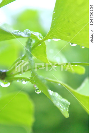 新緑の植物と水滴 新緑の植物と水滴 104750154