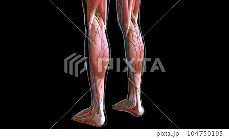 female leg muscles anatomy for medical concept 3d rendering 104750195