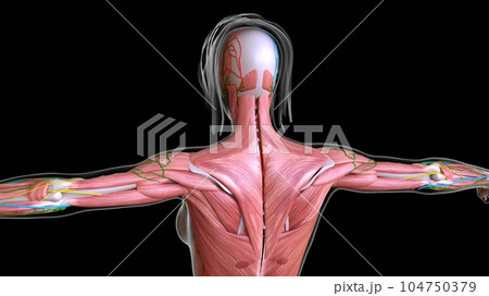female muscles in upper body muscles anatomy for 3d rendering 104750379