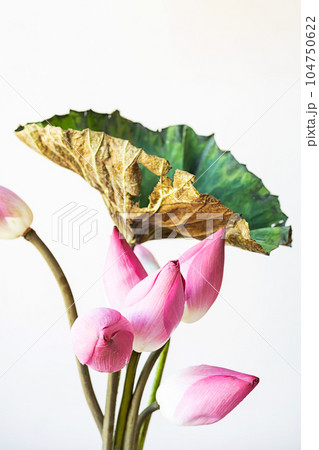 Lotus aesthetic. Flowery poster. 104750622