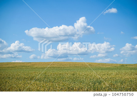 A beautiful wheat field on a sunny summer day. A beautiful wheat field on a sunny summer day. 104750750