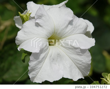 Petunia flower is a herbaceous perennial plant of the Solanaceae family. Petunia flower is a herbaceous perennial plant of the Solanaceae family. 104751272