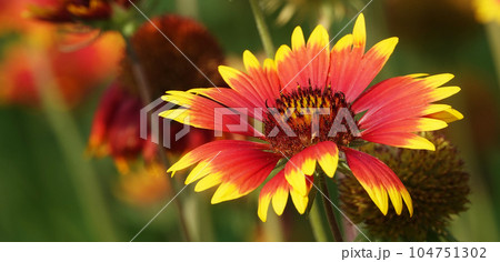 Flowers Gaillardia beautiful is an annual plant, the Aster family, without petals 104751302