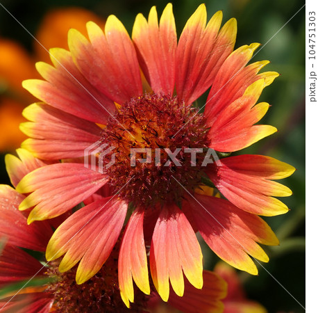 Flowers Gaillardia beautiful is an annual plant, the Aster family, without petals 104751303